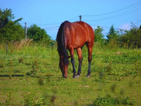 Horse Stock Photos