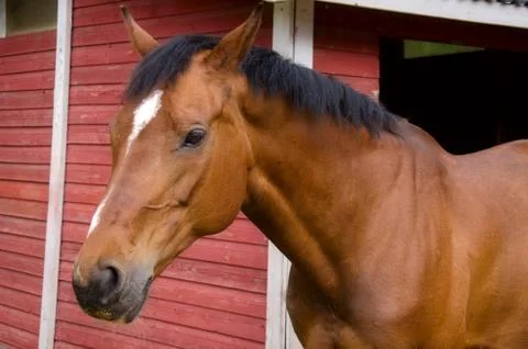 Horse. Stock Photos
