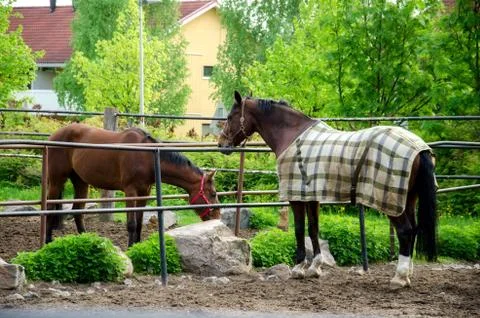 Horse. Stock Photos