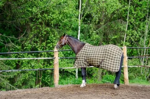Horse. Stock Photos
