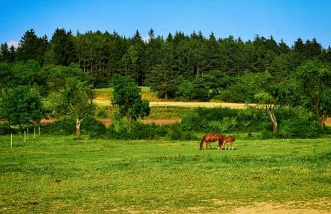 Horse Stock Photos