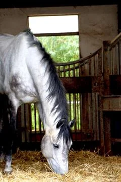 Horse Фото