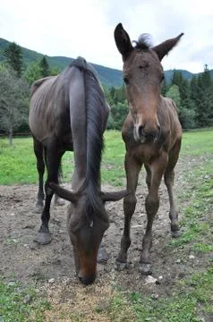 Horse Stock Photos