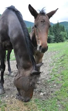 Horse Stock Photos