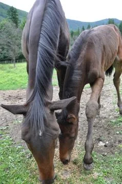 Horse Stock Photos