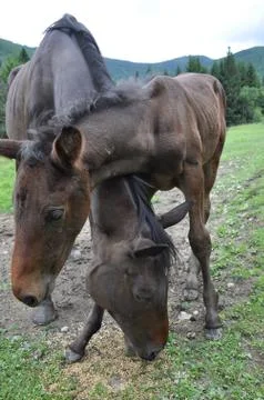 Horse Stock Photos