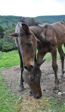 Horse Foto stock