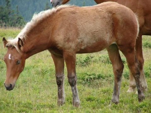Horse Stock Photos