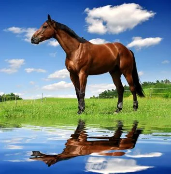Horse Stock Photos