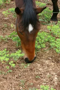 Horse Stock Photos