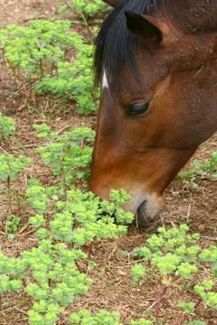 Horse Stock Photos