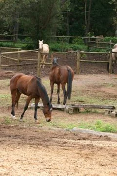Horse Stock Photos