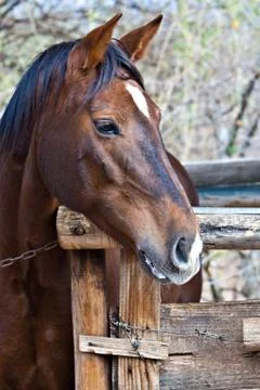 Horse Stock Photos
