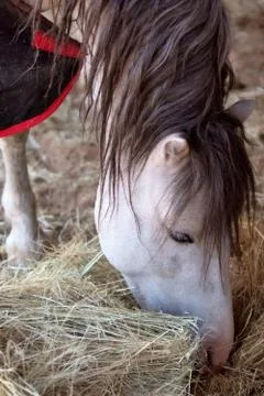 Horse Stock Photos