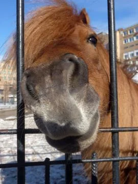 Horse Stock Photos
