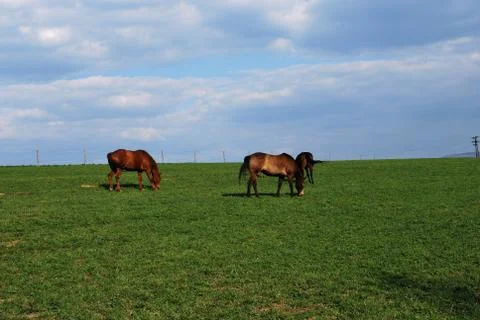 Horse Stock Photos