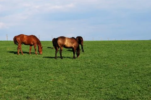 Horse Stock Photos