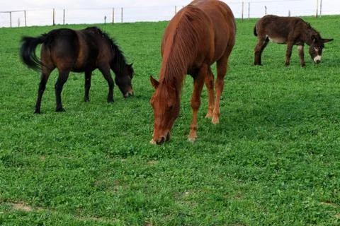 Horse Stock Photos