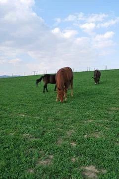Horse Foto stock