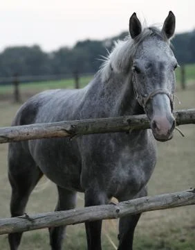 Horse Foto stock