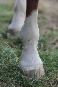 Horse Fotos Stock
