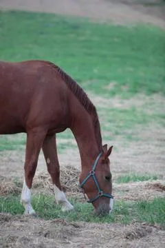 Horse Stock Photos