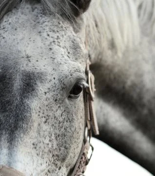 Horse 스톡 사진