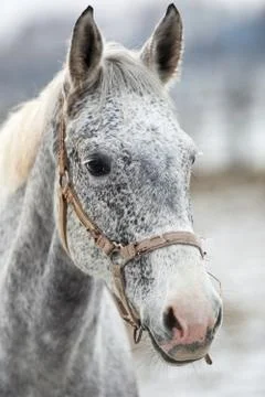 Horse 写真素材