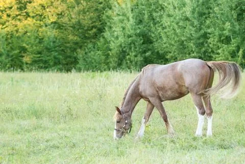 Horse Stock Photos