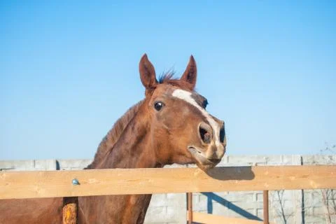 Horse Stock Photos