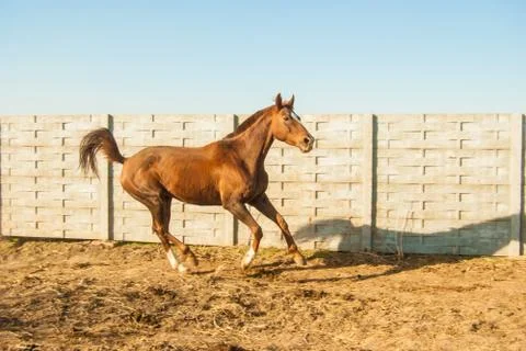 Horse Stock Photos