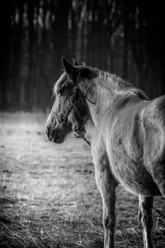 Horse Stock Photos