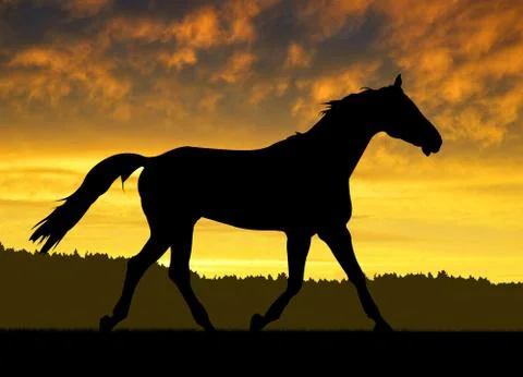 Horse Stock Photos