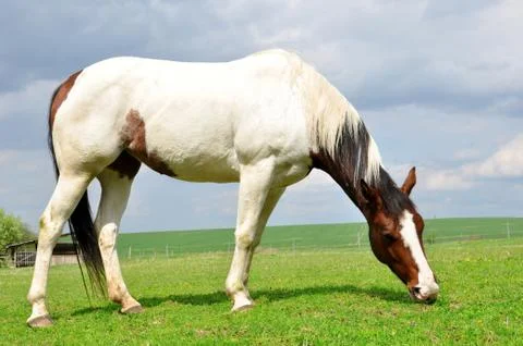 Horse Stock Photos