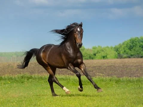 Horse Stock Photos