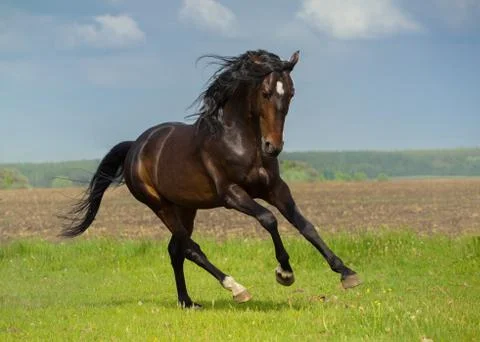 Horse Stock Photos