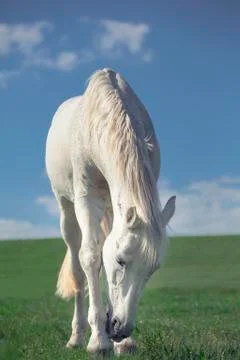 Horse Stock Photos