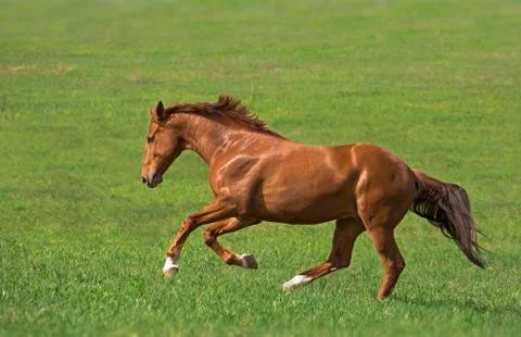 Horse Stock Photos