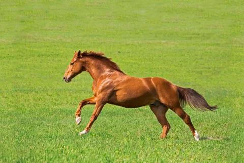 Horse Stock Photos
