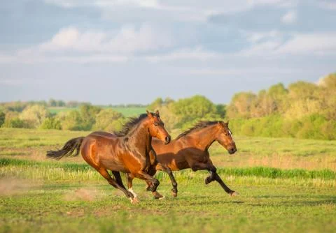 Horse Stock Photos