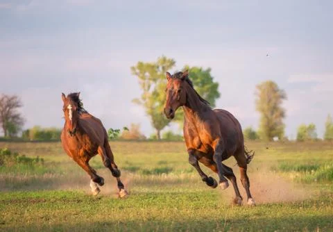 Horse Stock Photos