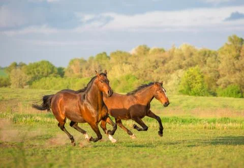 Horse Stock Photos