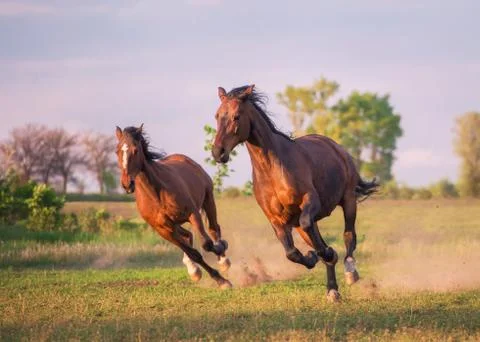 Horse Stock Photos