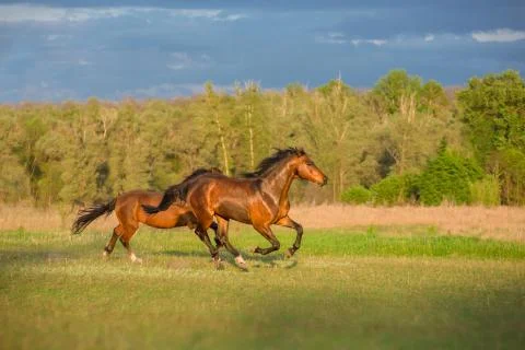 Horse Stock Photos