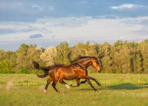 Horse Stock Photos