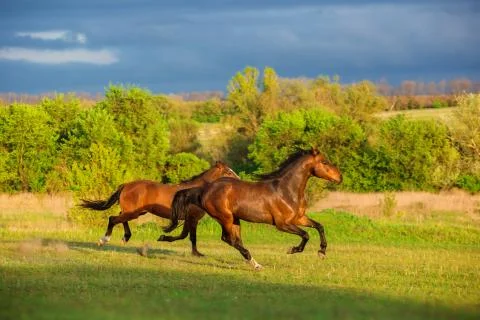Horse Stock Photos