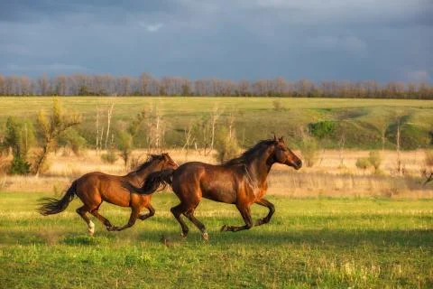 Horse Stock Photos