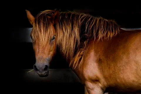 Horse Stock Photos