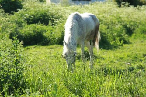 Horse Stock Photos