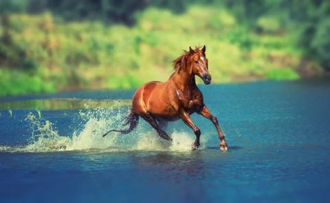 Horse Stock Photos
